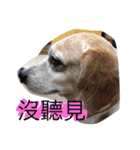 Domi life（個別スタンプ：8）
