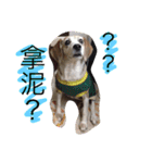 Domi life（個別スタンプ：10）
