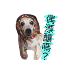 Domi life（個別スタンプ：12）