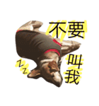 Domi life（個別スタンプ：13）