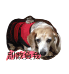 Domi life（個別スタンプ：14）