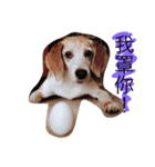 Domi life（個別スタンプ：15）