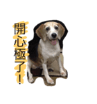 Domi life（個別スタンプ：16）