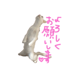 ふぁあちゃん2（個別スタンプ：4）