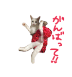 ふぁあちゃん2（個別スタンプ：7）