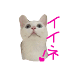 ふぁあちゃん2（個別スタンプ：8）