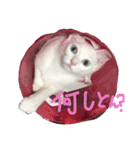 ふぁあちゃん2（個別スタンプ：15）