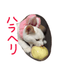 ふぁあちゃん2（個別スタンプ：17）