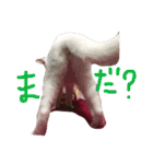 ふぁあちゃん2（個別スタンプ：21）