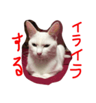 ふぁあちゃん2（個別スタンプ：25）