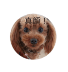 可愛い愛犬です。（個別スタンプ：5）