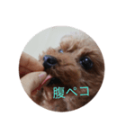 可愛い愛犬です。（個別スタンプ：8）