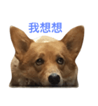 Corgi Baby Hu Hungdou（個別スタンプ：3）