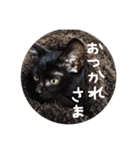 黒猫LOVE（個別スタンプ：7）