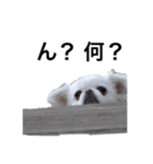 白子さん（個別スタンプ：4）
