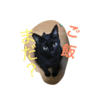 pet's stamp（個別スタンプ：8）