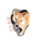 Day-to-day of dog（個別スタンプ：1）