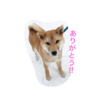 Day-to-day of dog（個別スタンプ：4）