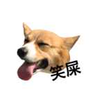 corgi flower（個別スタンプ：1）