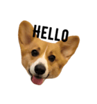 corgi flower（個別スタンプ：2）