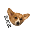 corgi flower（個別スタンプ：3）