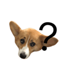 corgi flower（個別スタンプ：4）