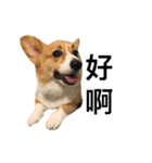 corgi flower（個別スタンプ：5）