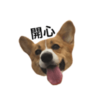 corgi flower（個別スタンプ：6）