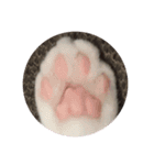 theねこ（個別スタンプ：1）