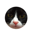 theねこ（個別スタンプ：2）