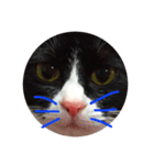 theねこ（個別スタンプ：3）