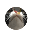 theねこ（個別スタンプ：5）