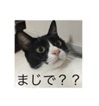 theねこ（個別スタンプ：7）