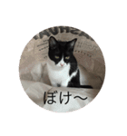 theねこ（個別スタンプ：8）