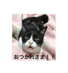 theねこ（個別スタンプ：9）