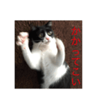 theねこ（個別スタンプ：10）