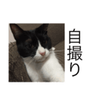 theねこ（個別スタンプ：11）
