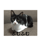 theねこ（個別スタンプ：13）