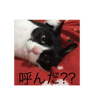 theねこ（個別スタンプ：14）