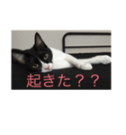 theねこ（個別スタンプ：15）