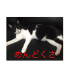 theねこ（個別スタンプ：16）