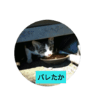 野良猫の日々（個別スタンプ：11）