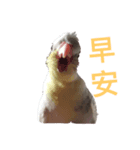 happy bird life（個別スタンプ：7）