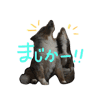 amuta009481（個別スタンプ：11）