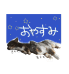 amuta009481（個別スタンプ：13）