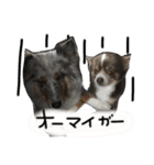 amuta009481（個別スタンプ：15）