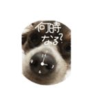 amuta009481（個別スタンプ：29）