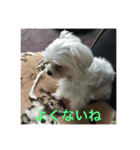 ウチのすずんこさん（マルチーズ犬）2（個別スタンプ：2）