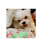 ウチのすずんこさん（マルチーズ犬）2（個別スタンプ：3）