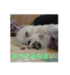 ウチのすずんこさん（マルチーズ犬）2（個別スタンプ：4）